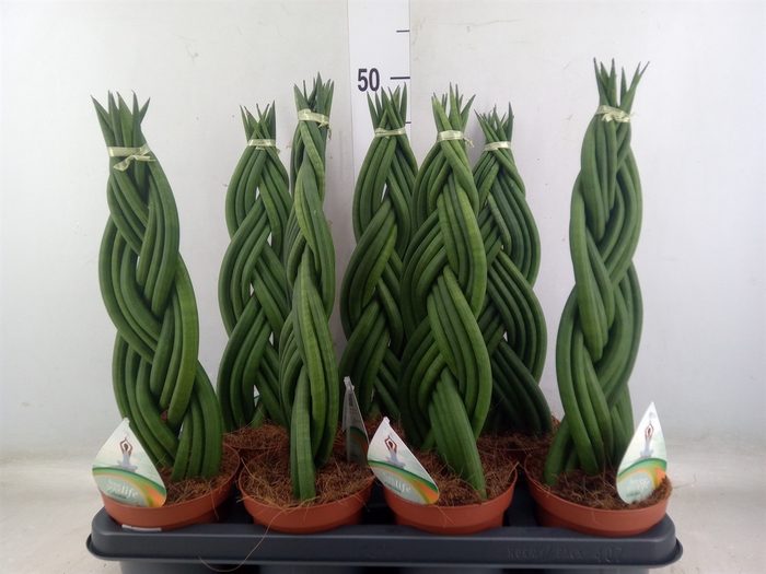 <h4>Sansevieria cyl.  ...</h4>