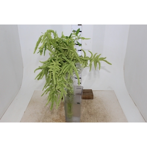 AMARANTHUS VERDE 060 CM VERDE