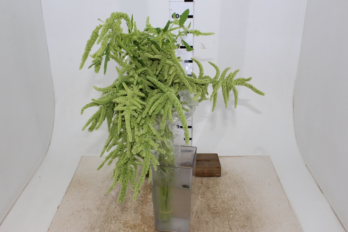 AMARANTHUS VERDE 060 CM VERDE