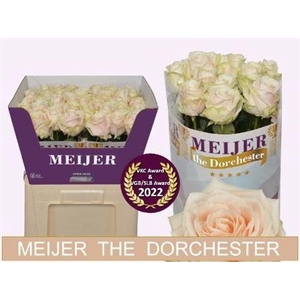 Rosa a grande fleur 'Dorodorch'