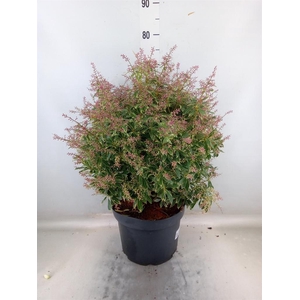 Pieris japonica 'Ralto'