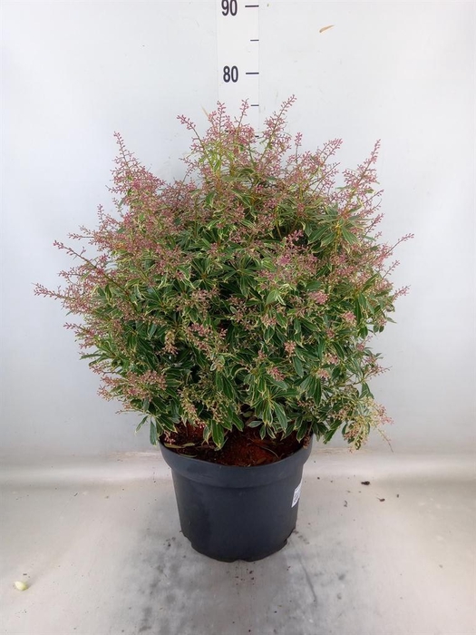 <h4>Pieris japonica 'Ralto'</h4>