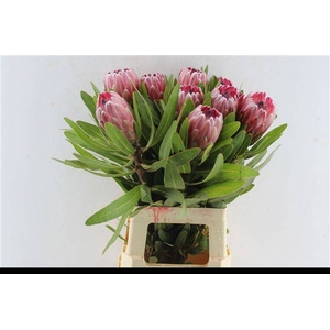 PROTEA PINK ICE
