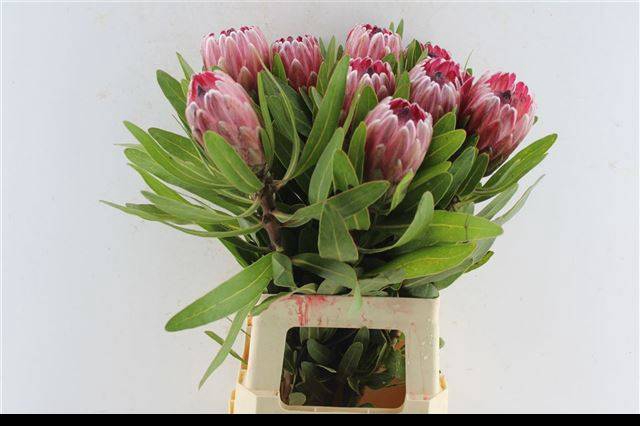 <h4>PROTEA PINK ICE</h4>