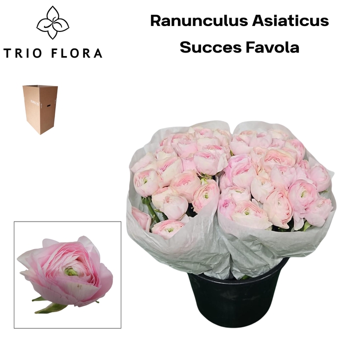 <h4>RAN SU FAVOLA Aqua Box 60</h4>