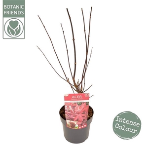 Acer palm. 'Twombly's Red Sentinel' ® PREMIUM