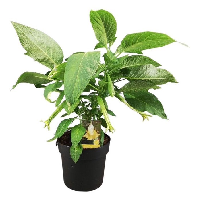 arr8 Brugmansia Struik Geel