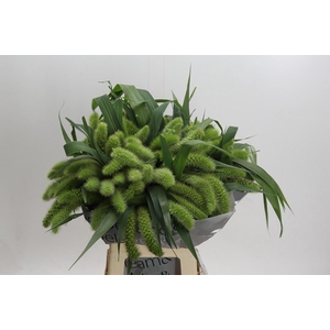 Setaria Italica Volle Melk