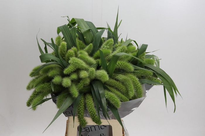 Setaria Italica Volle Melk