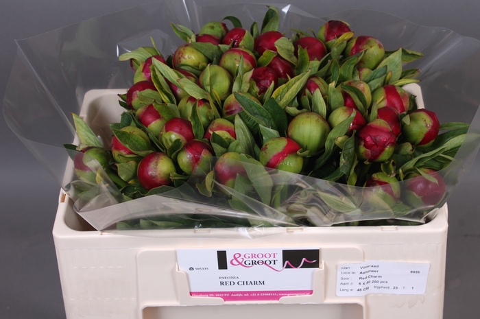 <h4>Paeonia Red Charm</h4>