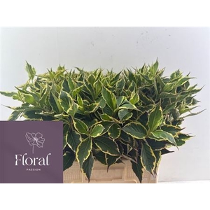 Weigela Fl Elstead