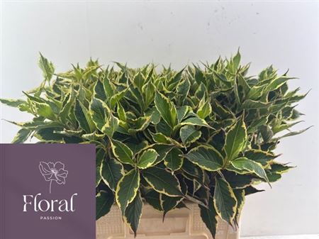 <h4>Weigela Fl Elstead</h4>