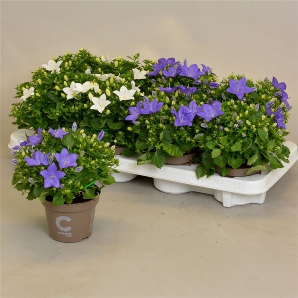 <h4>Campanula Blauw Wit Mix</h4>