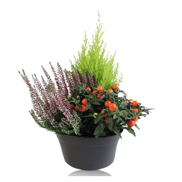 Arrangement in Schaal 19cm