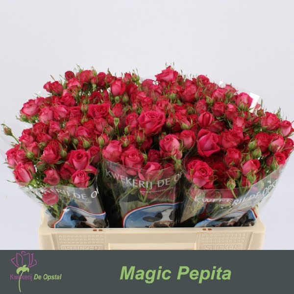 <h4>R Tr Magic Pepita</h4>