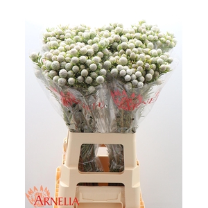 LEUCAD L AY JA PE VT