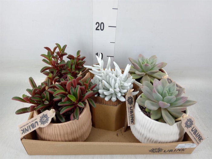 <h4>Succulents   ...</h4>