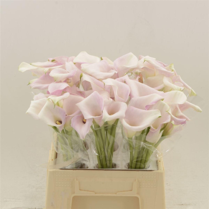 <h4>Calla Sweet Art | Dubbelbloemig</h4>