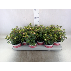 Fuchsia  'Bella Fuchsia Mariska'