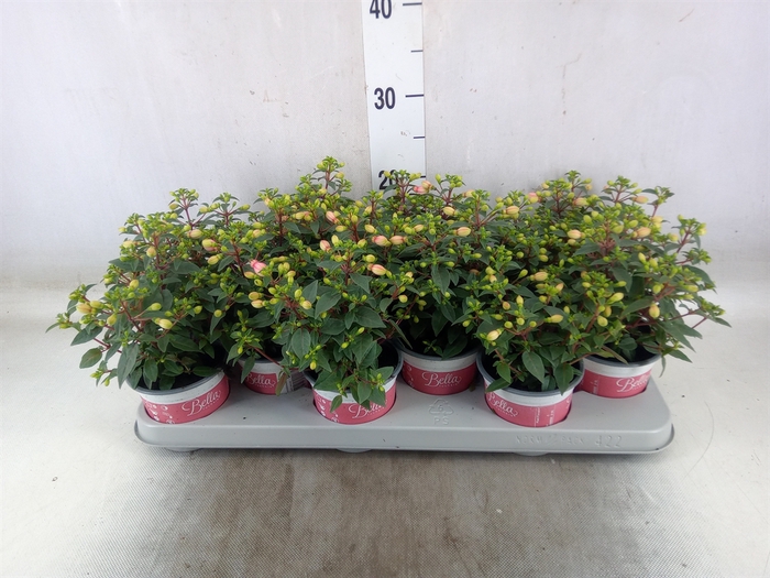 <h4>Fuchsia  'Bella Fuchsia Mariska'</h4>