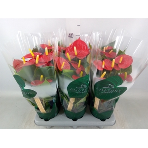 Anthurium andr. 'Aroha'