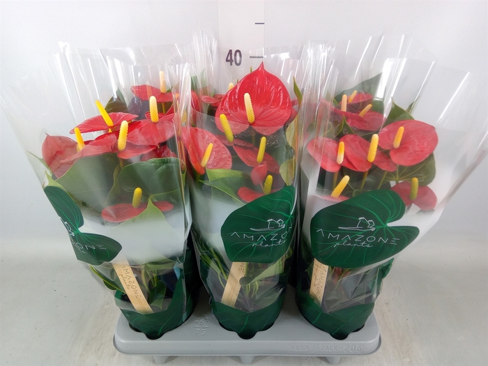 <h4>Anthurium andr. 'Aroha'</h4>