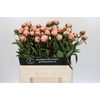 Paeonia Albert Crousse