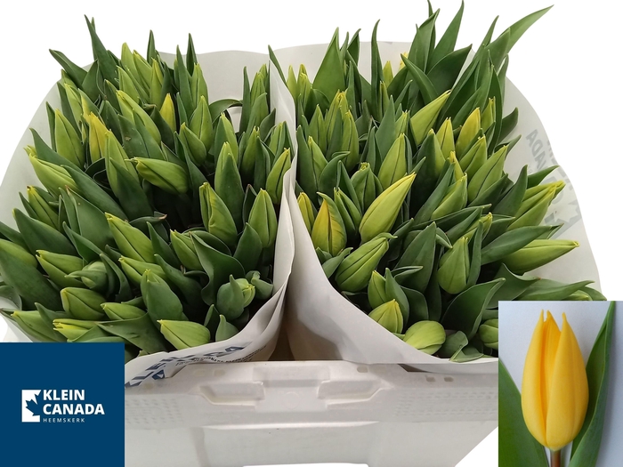 <h4>TU EN STRONG GOLD</h4>