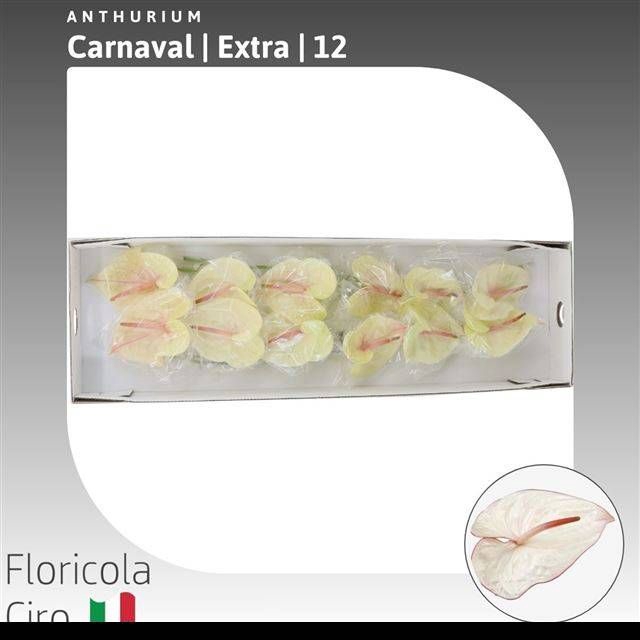 <h4>ANTH A CARNAVAL</h4>