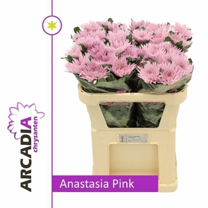 CHR E ANASTASIA PINK