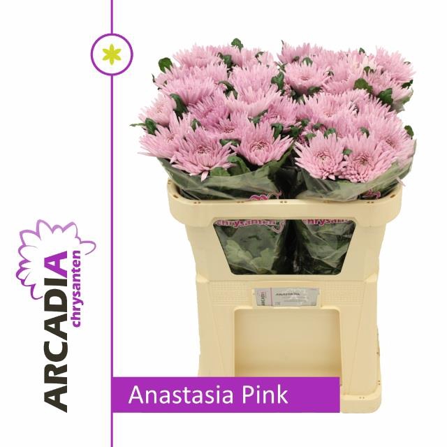CHR E ANASTASIA PINK