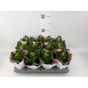 Kalanchoe  'Else Flowers Oakley'