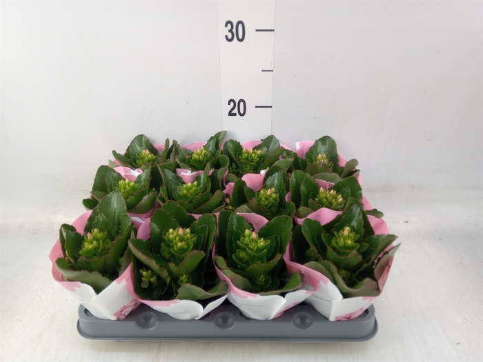 <h4>Kalanchoe  'Else Flowers Oakley'</h4>
