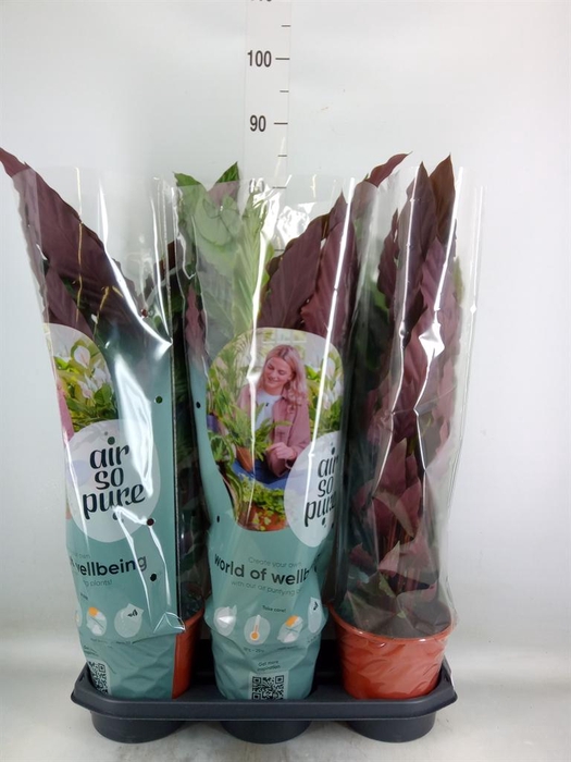 <h4>Calathea rufibarba</h4>