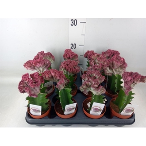 Euphorbia lactea 'Cristata'