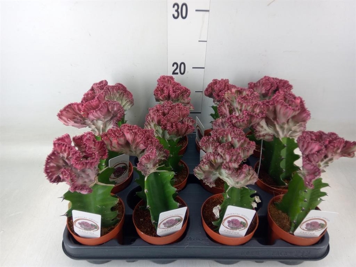 <h4>Euphorbia lactea 'Cristata'</h4>