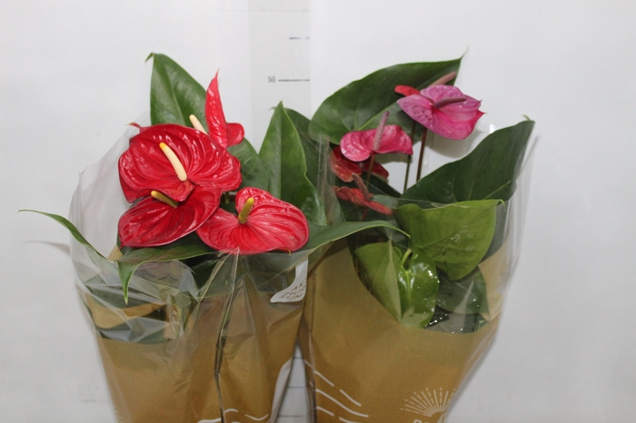 <h4>ANTHURIUM VARIADO P17</h4>