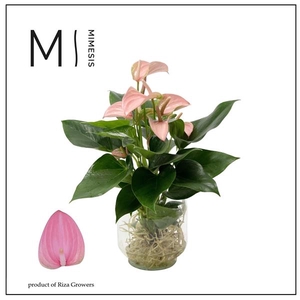 Mimesis Anthurium KARMA Joli - Agua di Karma Melkbus
