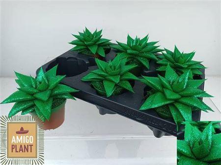 <h4>Gast Hippo Green</h4>