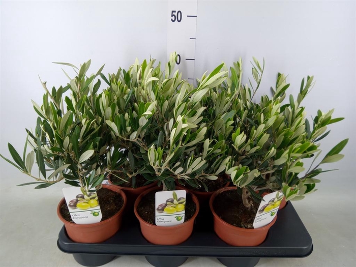 <h4>Olea europaea</h4>