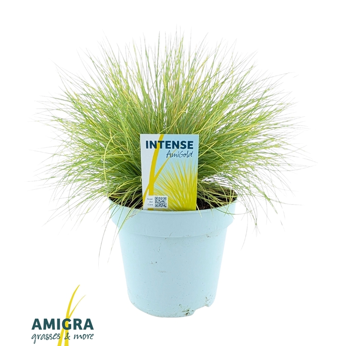 <h4>Festuca glauca AmiGold®</h4>