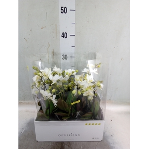 Phalaenopsis multi.   ...white
