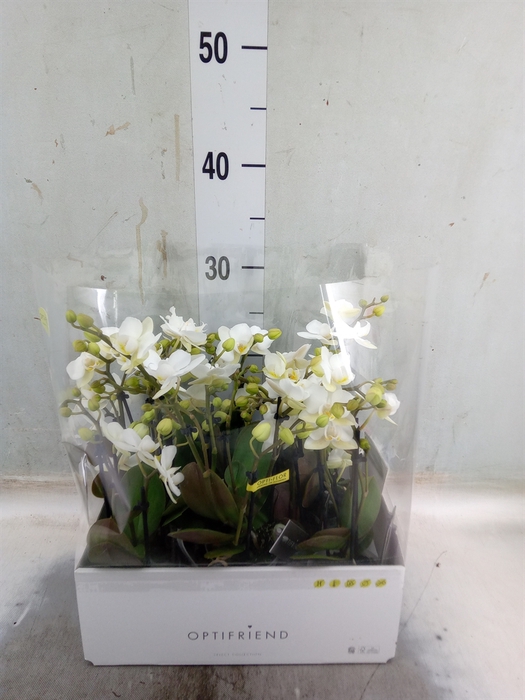<h4>Phalaenopsis multi.   ...white</h4>