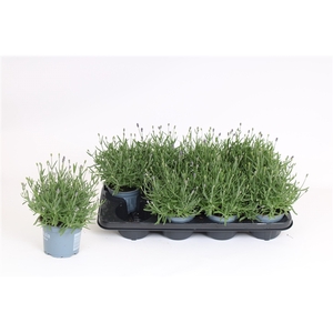 Lavandula Angustifolia