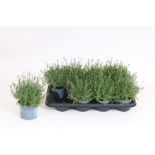 <h4>Lavandula angustifolia 'Essence Purple'</h4>