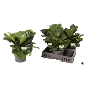 .Ficus lyrata