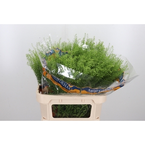Lepidium Green Bell
