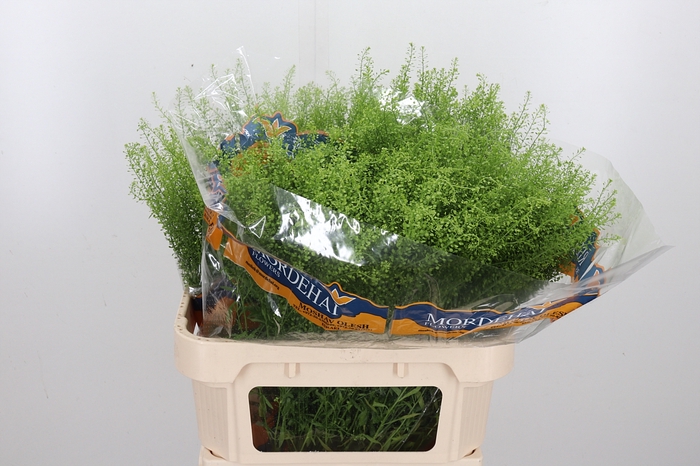 <h4>Lepidium Green Bell</h4>