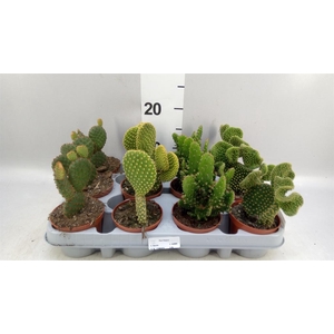 Opuntia