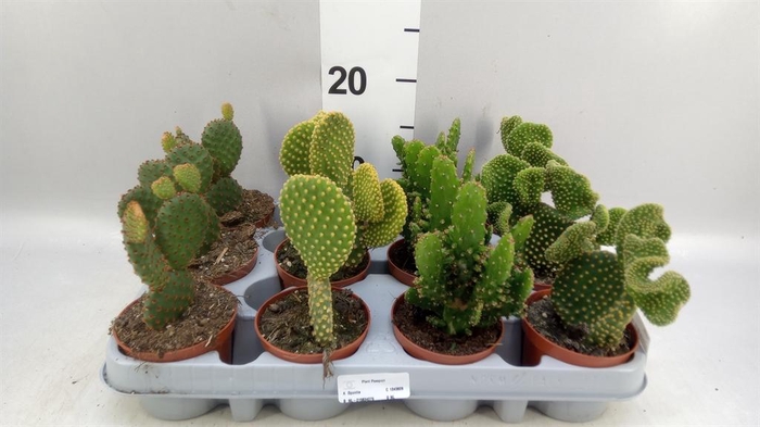 <h4>Opuntia</h4>